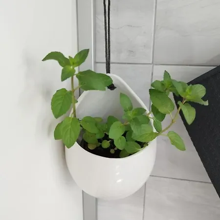 Antemma Pula